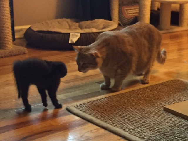 061716 Flora and Mandarin.JPG