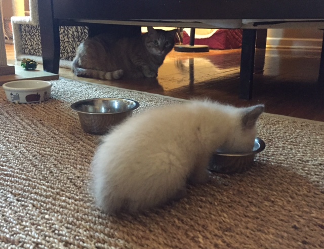 061716 Iris and Mandarin.jpg