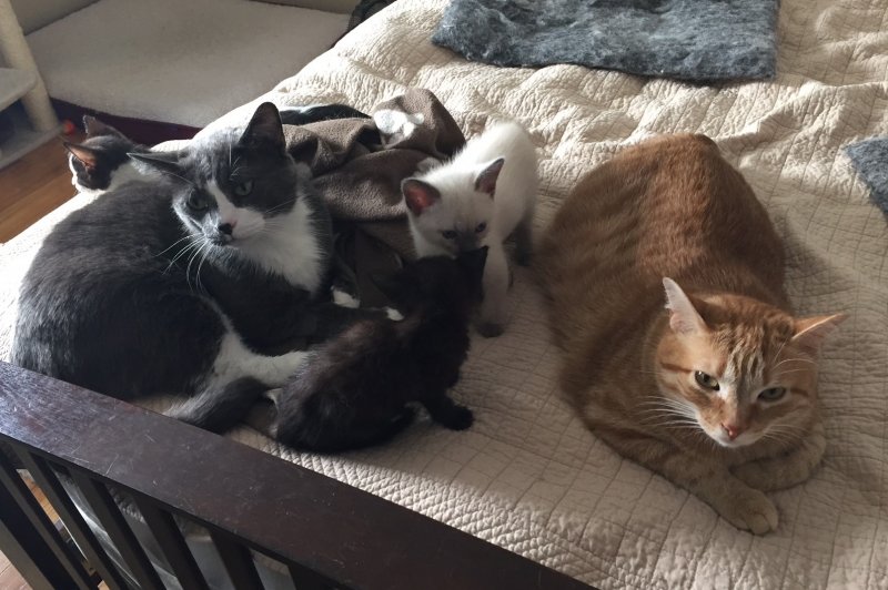 062816 Capone and kits.jpg