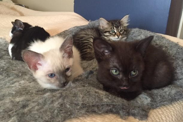 071216 Kittens.jpg