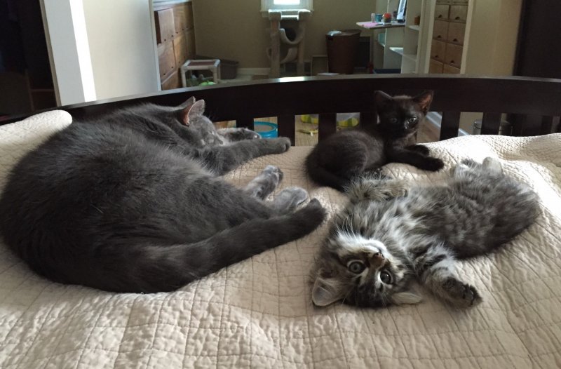 071616 Walt and kits.jpg