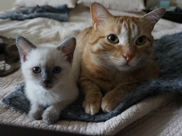 072216 Mandarin and Iris.jpg