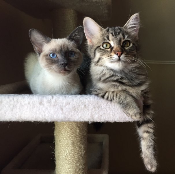 091416 Iris and Ivy.jpg