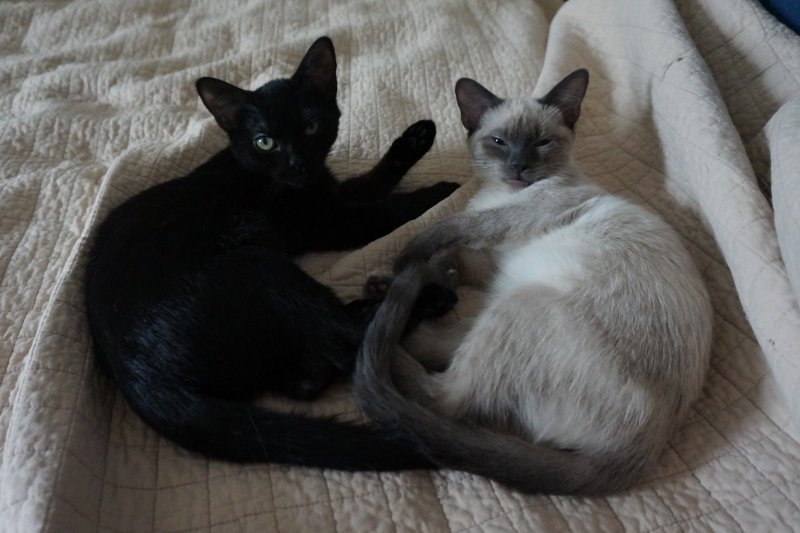 092216 Flora and Iris.JPG