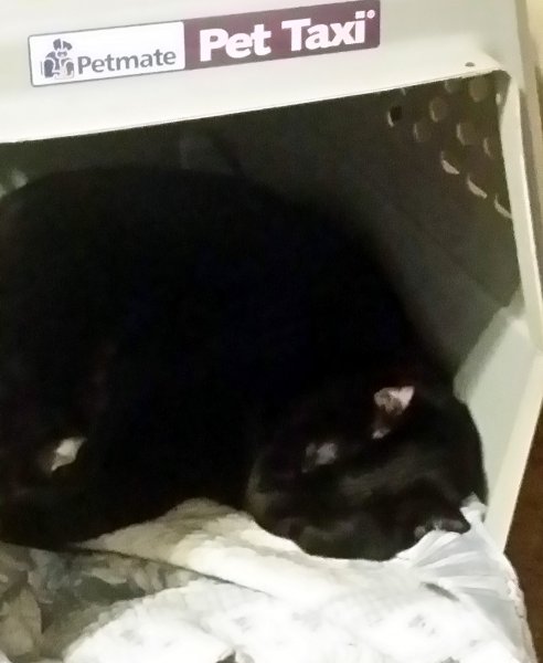 1-01-19 (1) Bear.jpg