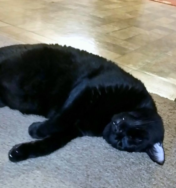 1-25-19 (1) Bear.jpg