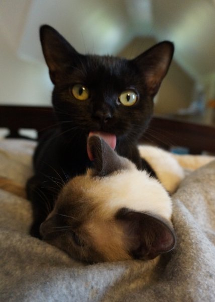 102930 Flora and Iris.JPG