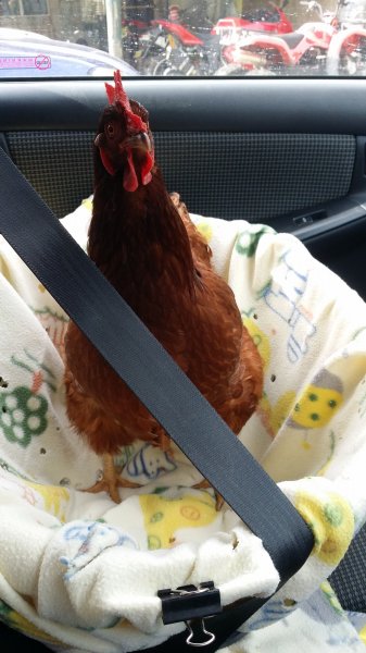 2016-11-08 08.41.05.jpg