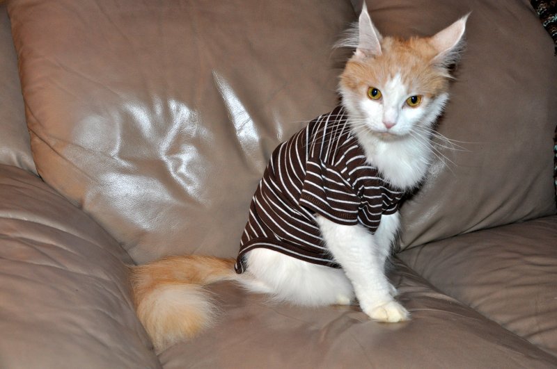 Baby grow for cats hotsell