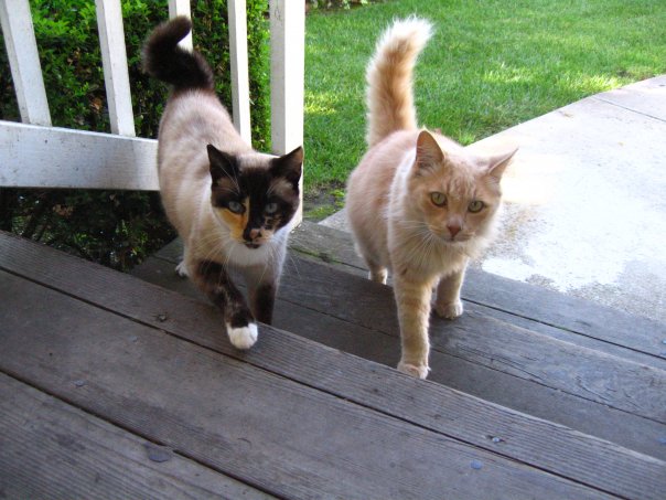 2cats.jpg