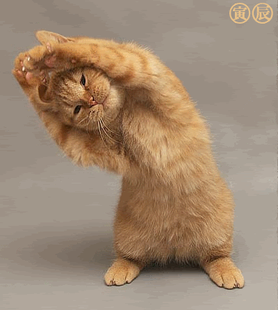 47c4a132.gif