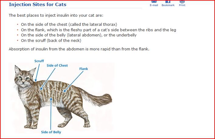 Intramuscular injection clearance cat