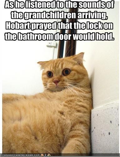 61486aba77e1f2d6c9c65159e3849066--so-funny-funny-cats.jpg