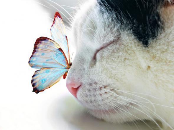 a-aaa-cat-with-butterfly.jpg