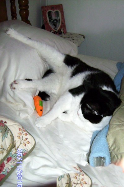 a comfy purrsition.jpg