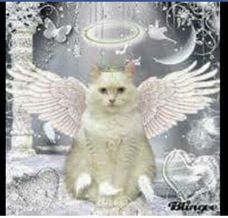 Angel Cat.jpg