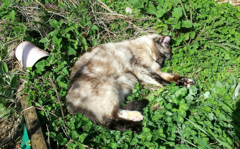 Artemis catmint and clover.jpg
