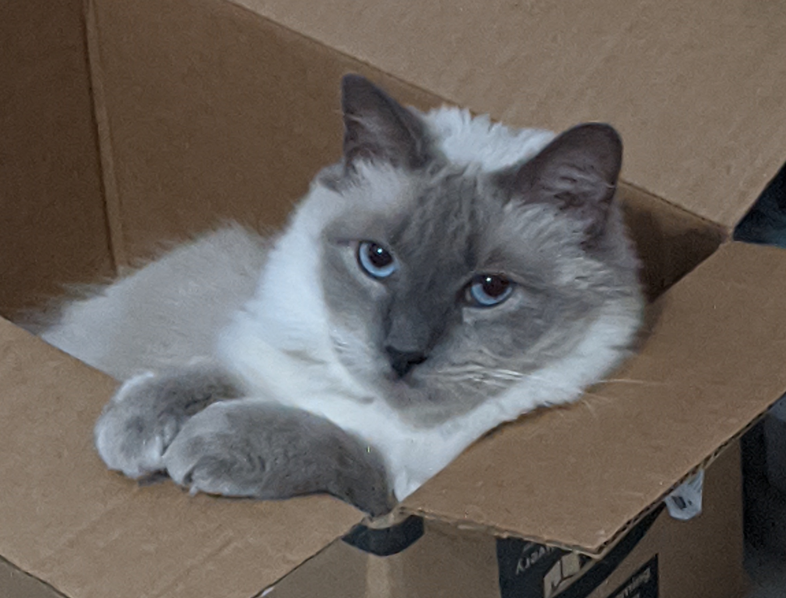 Artemis_Box.jpg Artemis_Box.jpg