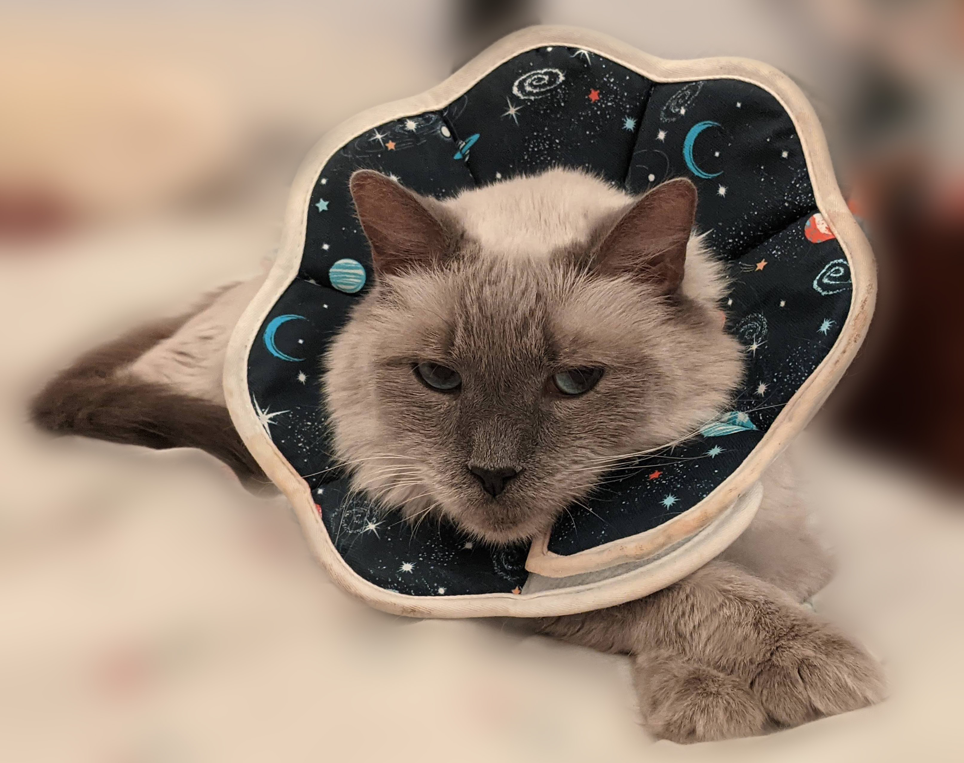 Artemis_Cone.jpg Artemis_Cone.jpg