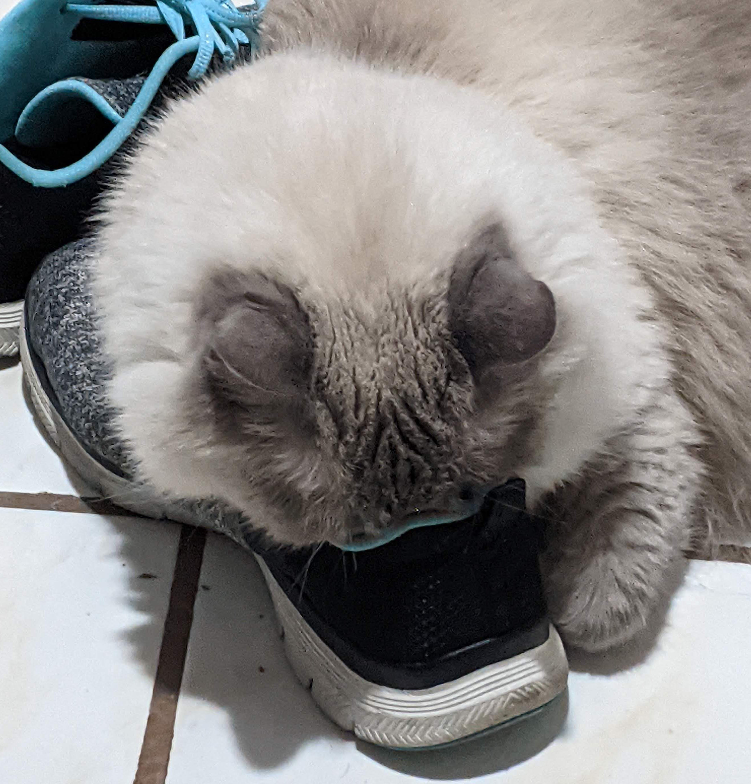 Artemis_Shoe.jpg Artemis_Shoe.jpg