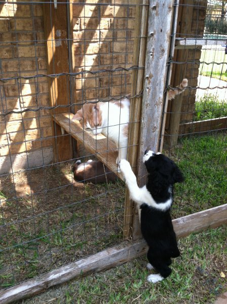 baby bark and al.JPG