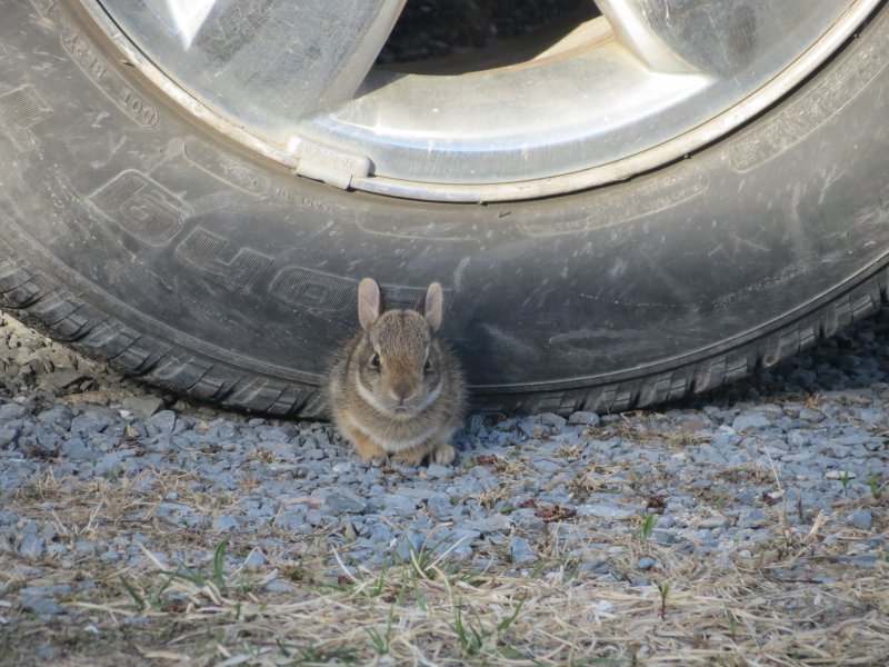 Baby bunny.JPG