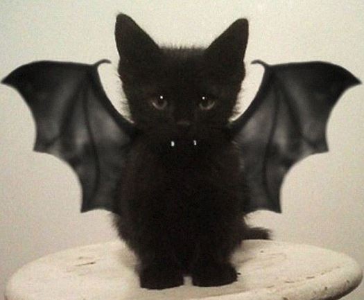 bat.JPG