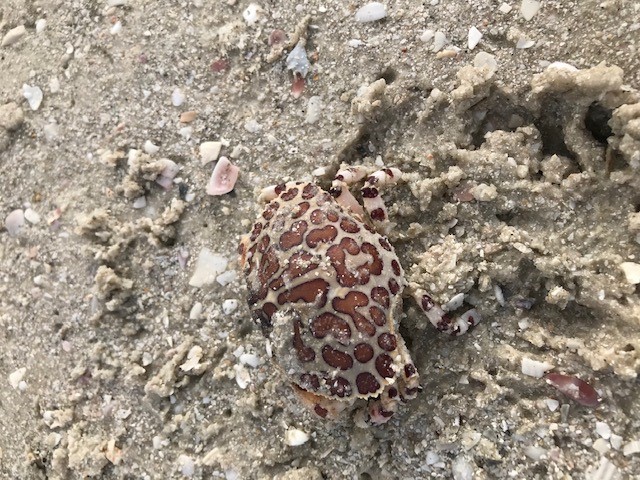 Beach-LeopardCrab.jpg
