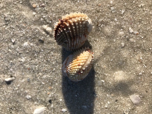 Beach-Scallops.jpg