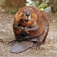 beaver01.JPG