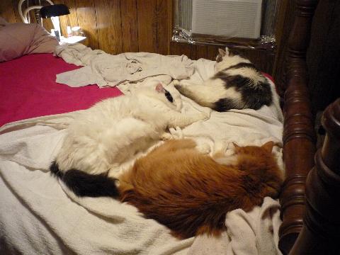 BedCats5Jan15.jpg