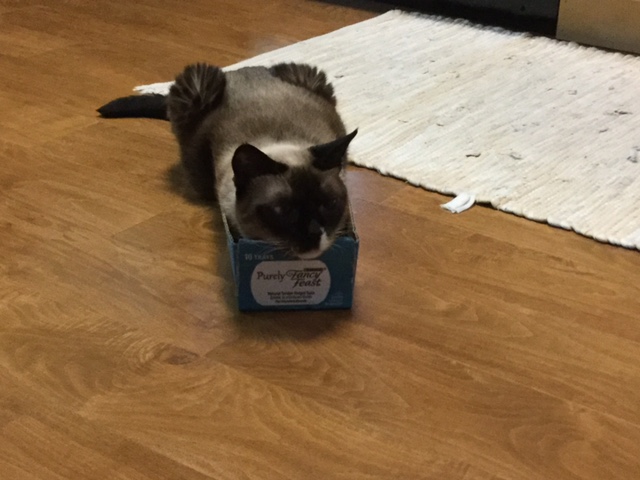 beenie in a box.JPG