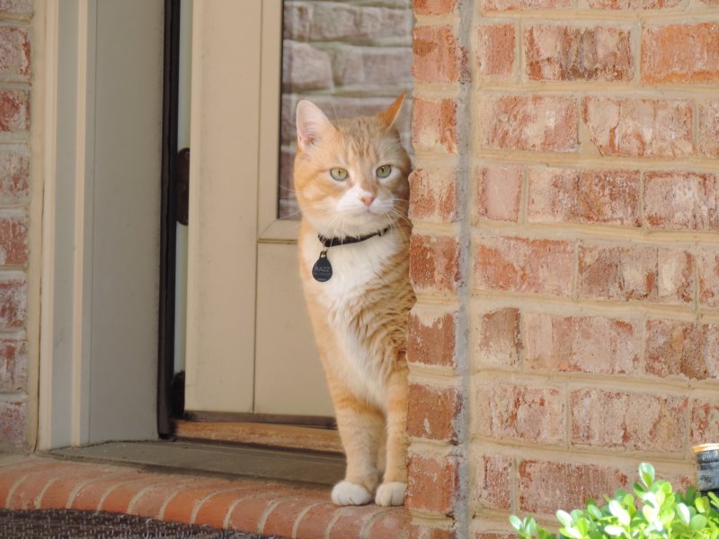 Best photo of Razz.jpg