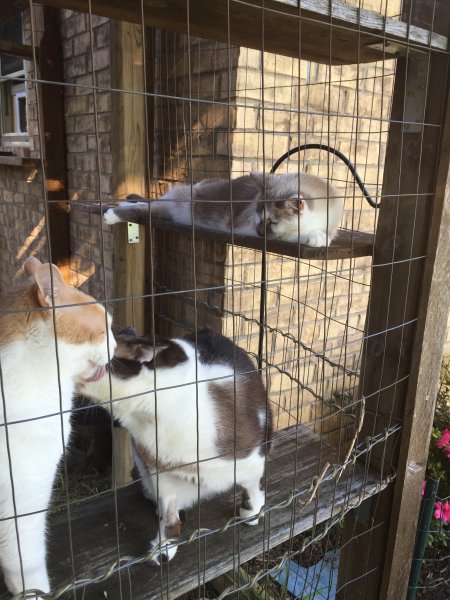 better 3 kits outside.JPG