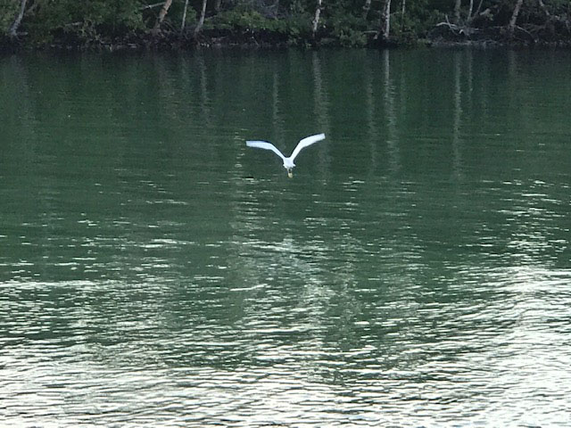 BirdOverWater.jpg