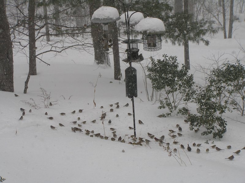 Birds in side yard during blizzard Jan 2015.JPG