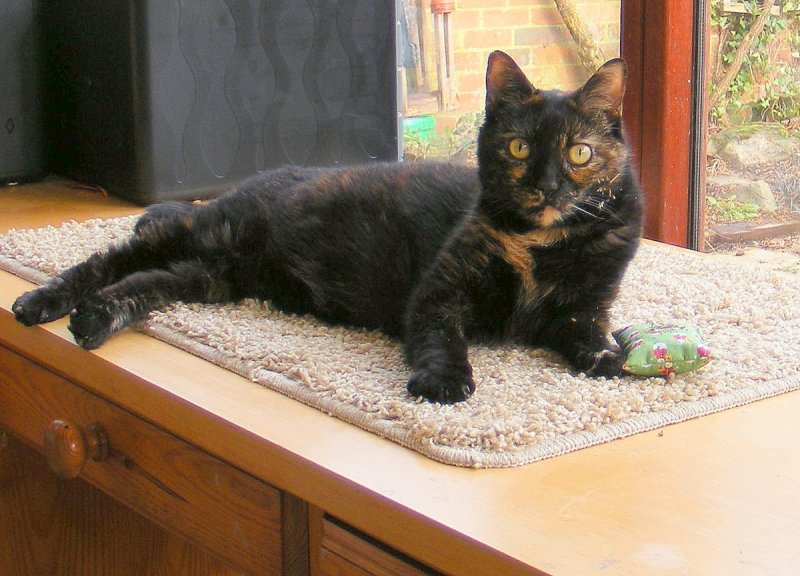 Bonbon catnip face.JPG