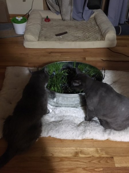 boys chomping.JPG