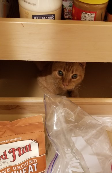 Buddy in Pantry.jpg