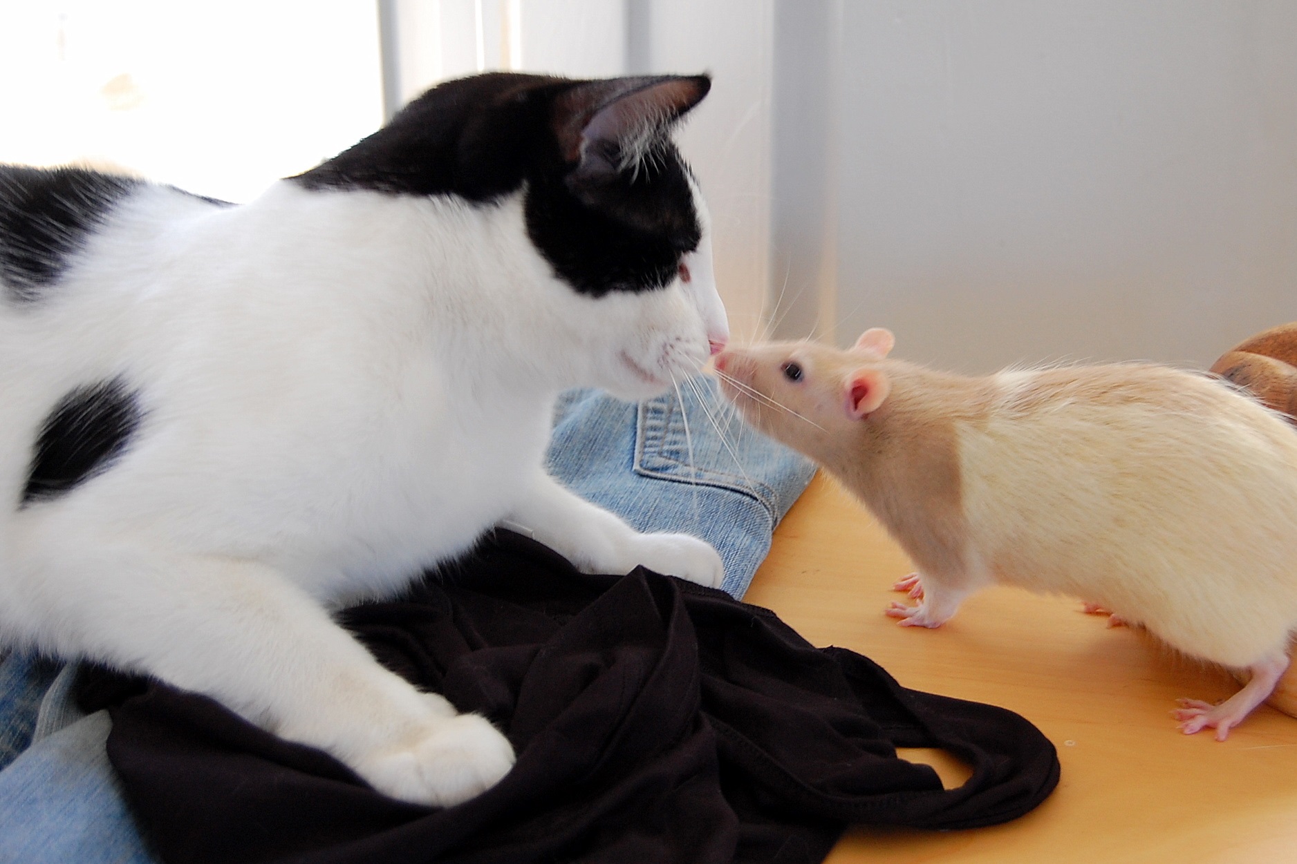 Buddy Love and Stan Rogers.jpg