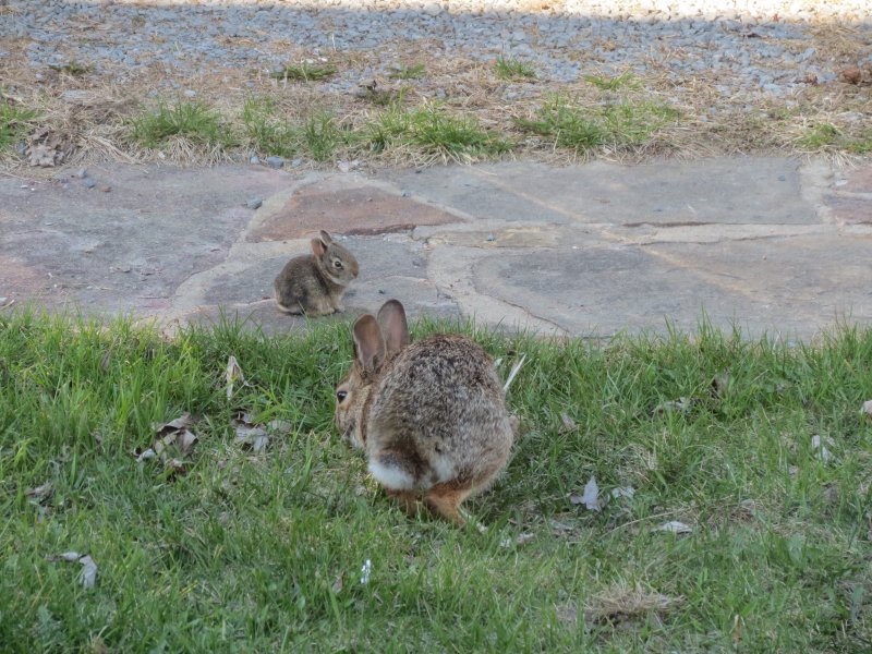 Bunnies.JPG