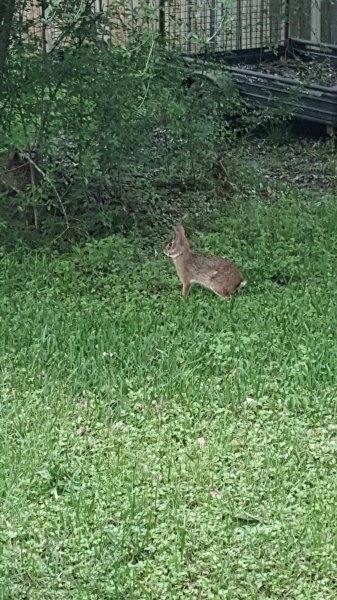 bunny1.jpg