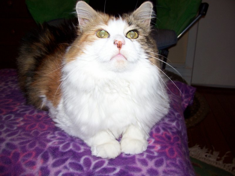 CALLIE NOVEMBER 7 2011 097.jpg