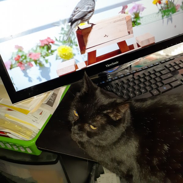 campa's birdbath.jpg