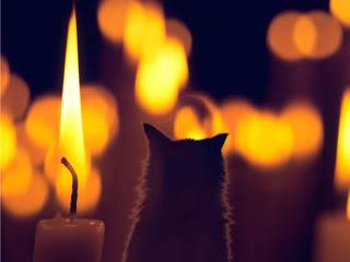 candle cat.jpg