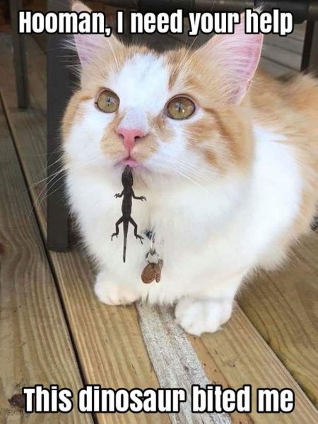 Cat being bitten by lizard.jpg