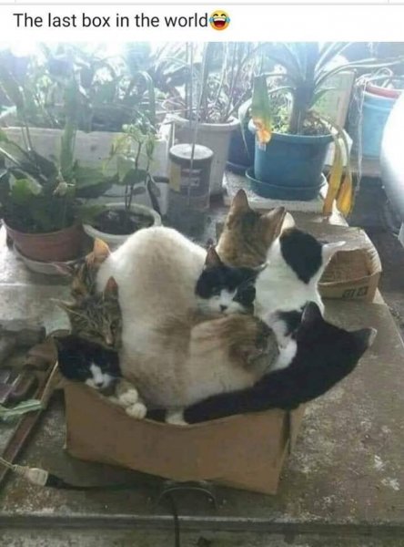 Cat box.jpg