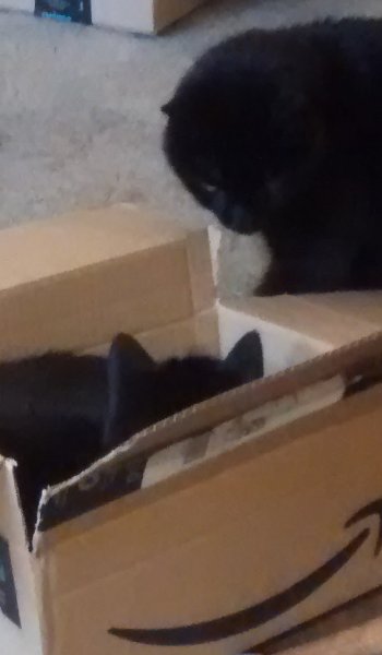 cat & box.jpg