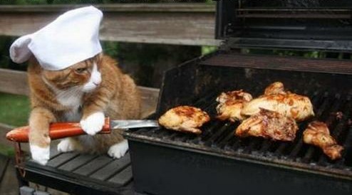 cat-cooking-on-the-grill.jpg