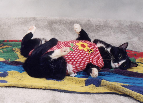 cat in swim suit.png